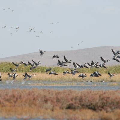 Kani Barazan Wetland